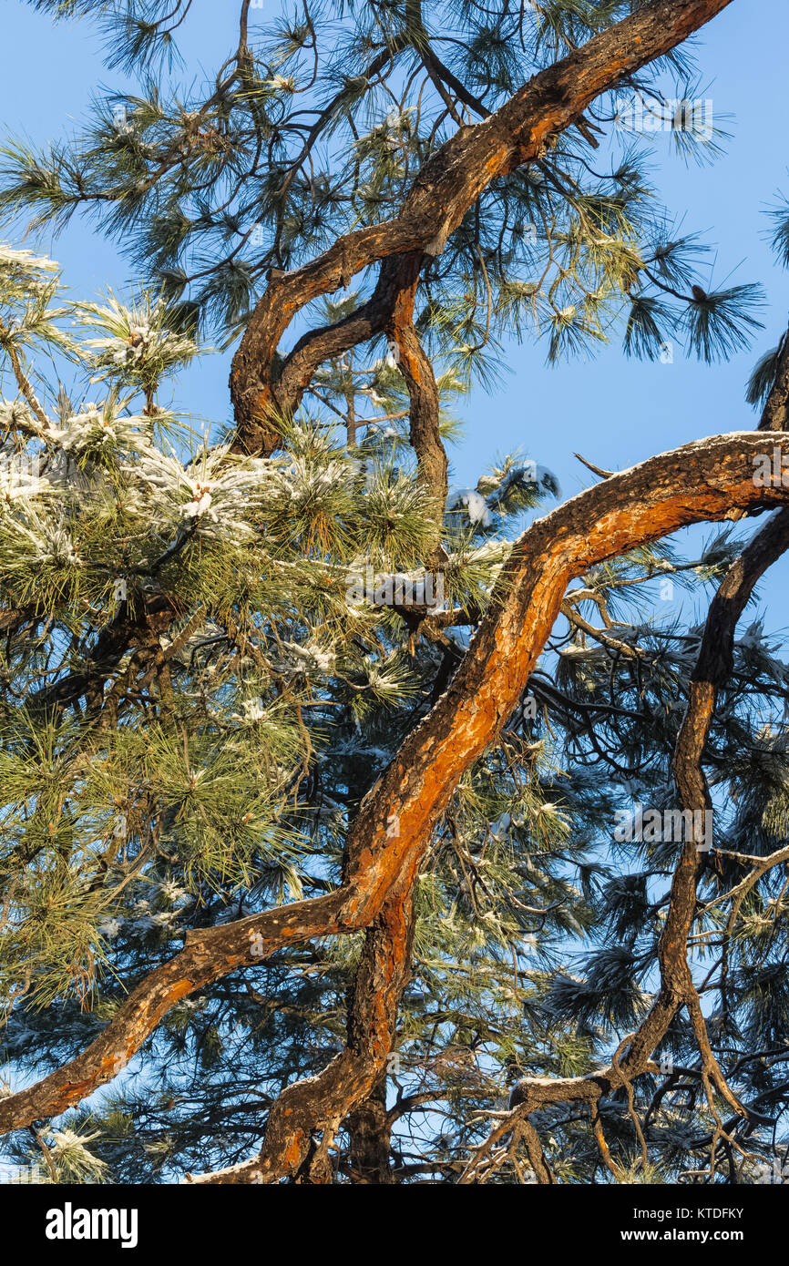 Le pin ponderosa, Pinus ponderosa, après une chute de neige dans la région de Ponderosa Park Camping sur les terres BLM près de Coral Pink Sand Dunes State Park, Utah, USA Banque D'Images
