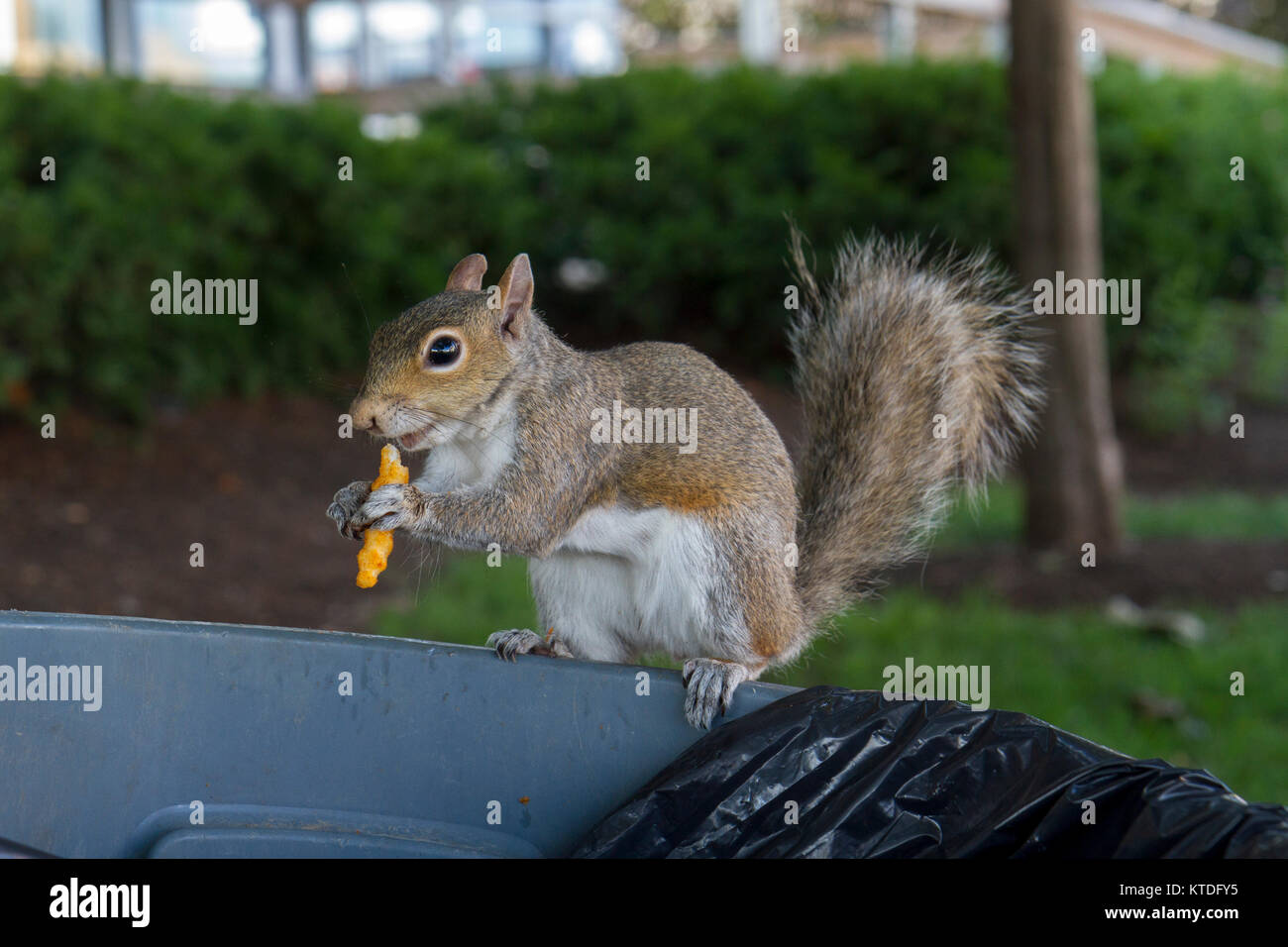 Un écureuil gris de manger une pomme de terre (pomme de terre frites) assis sur une poubelle, Philadelphia, Pennsylvania, United States. Banque D'Images