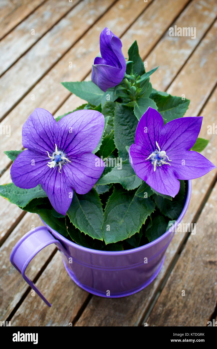 En pot fleurs Balloon Flower Banque D'Images