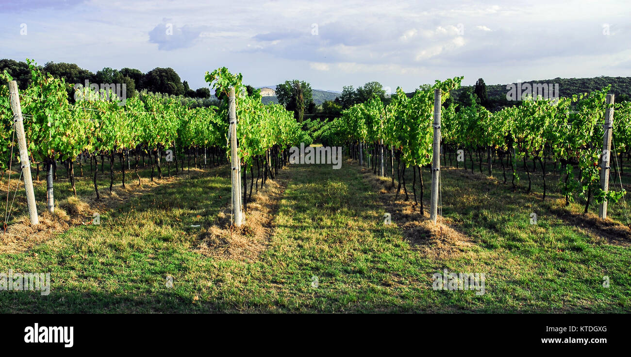Vignobles dans les collines de Sienne, Toscane,Italie. Banque D'Images