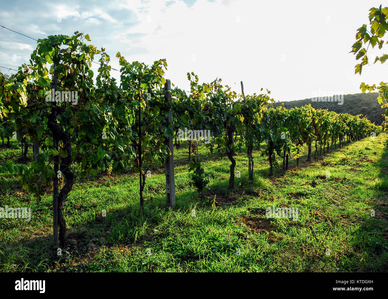 Vignobles dans les collines de Sienne, Toscane,Italie. Banque D'Images