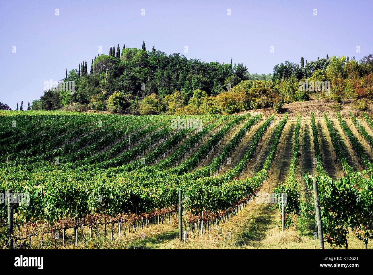 Vignobles dans les collines de Sienne, Toscane,Italie. Banque D'Images