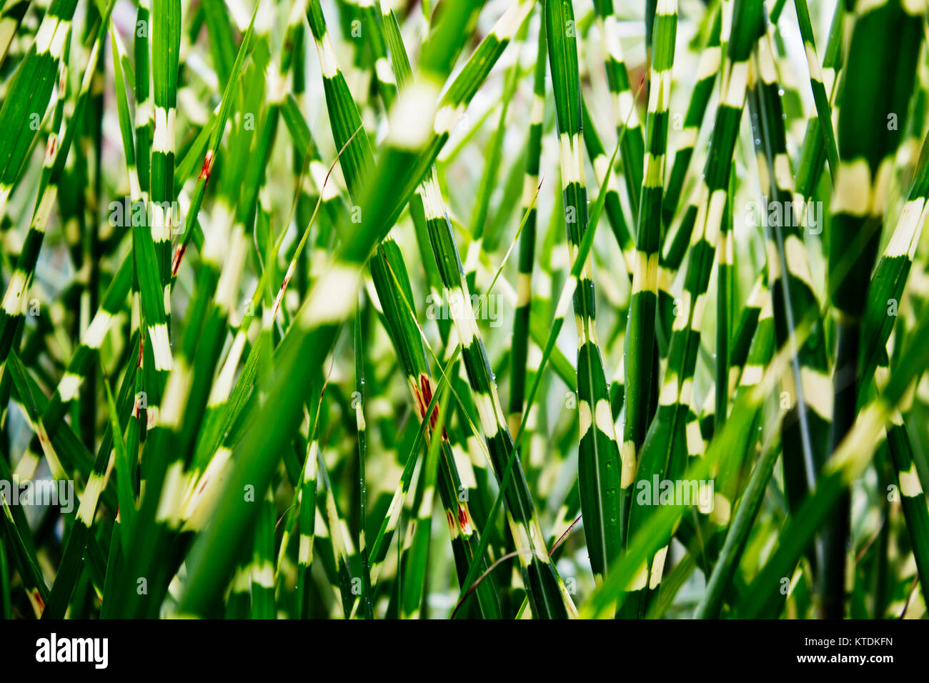 Miscanthus sinensis zebrinus, close-up Banque D'Images