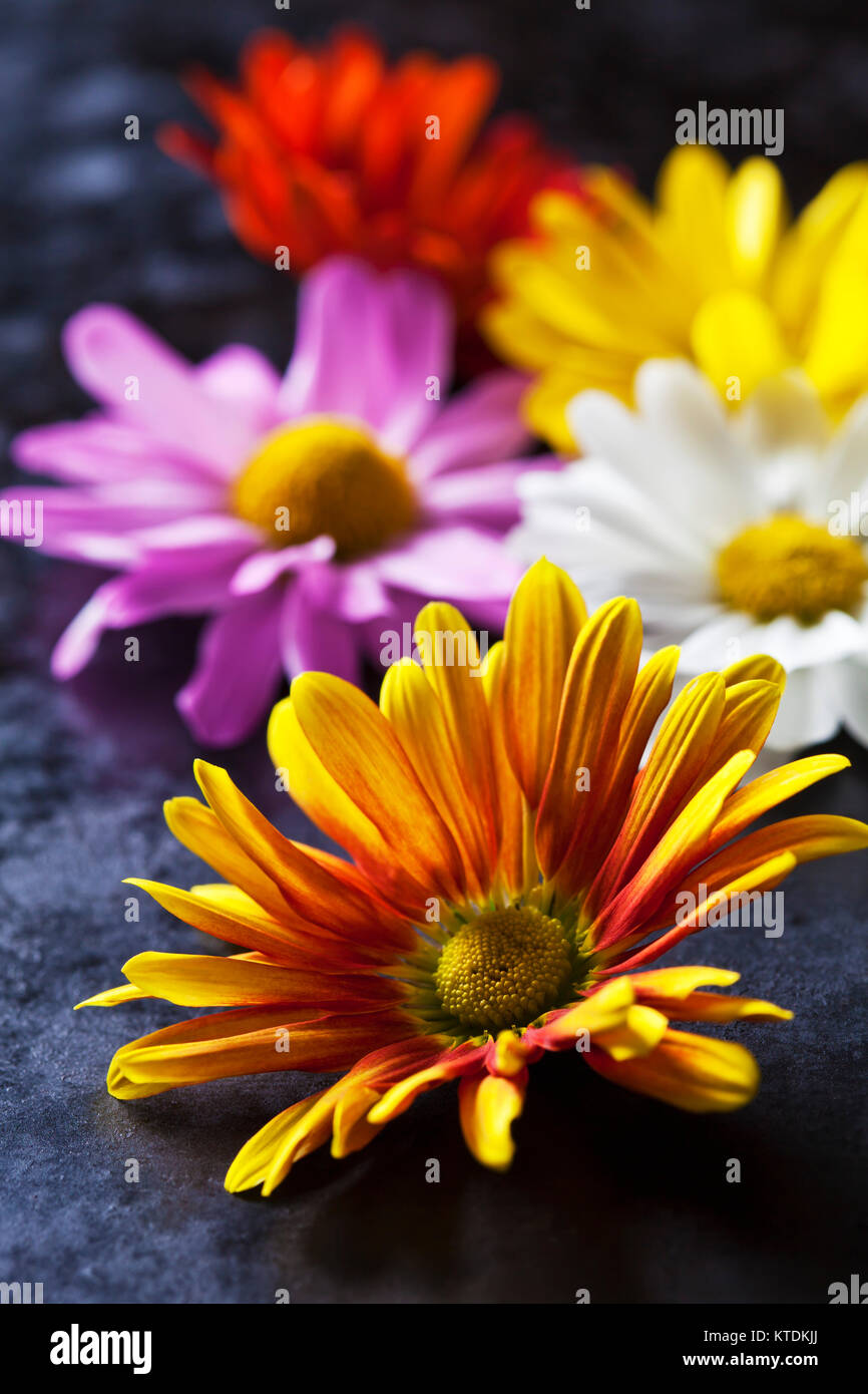 Flowerheads de chrysanthème Banque D'Images