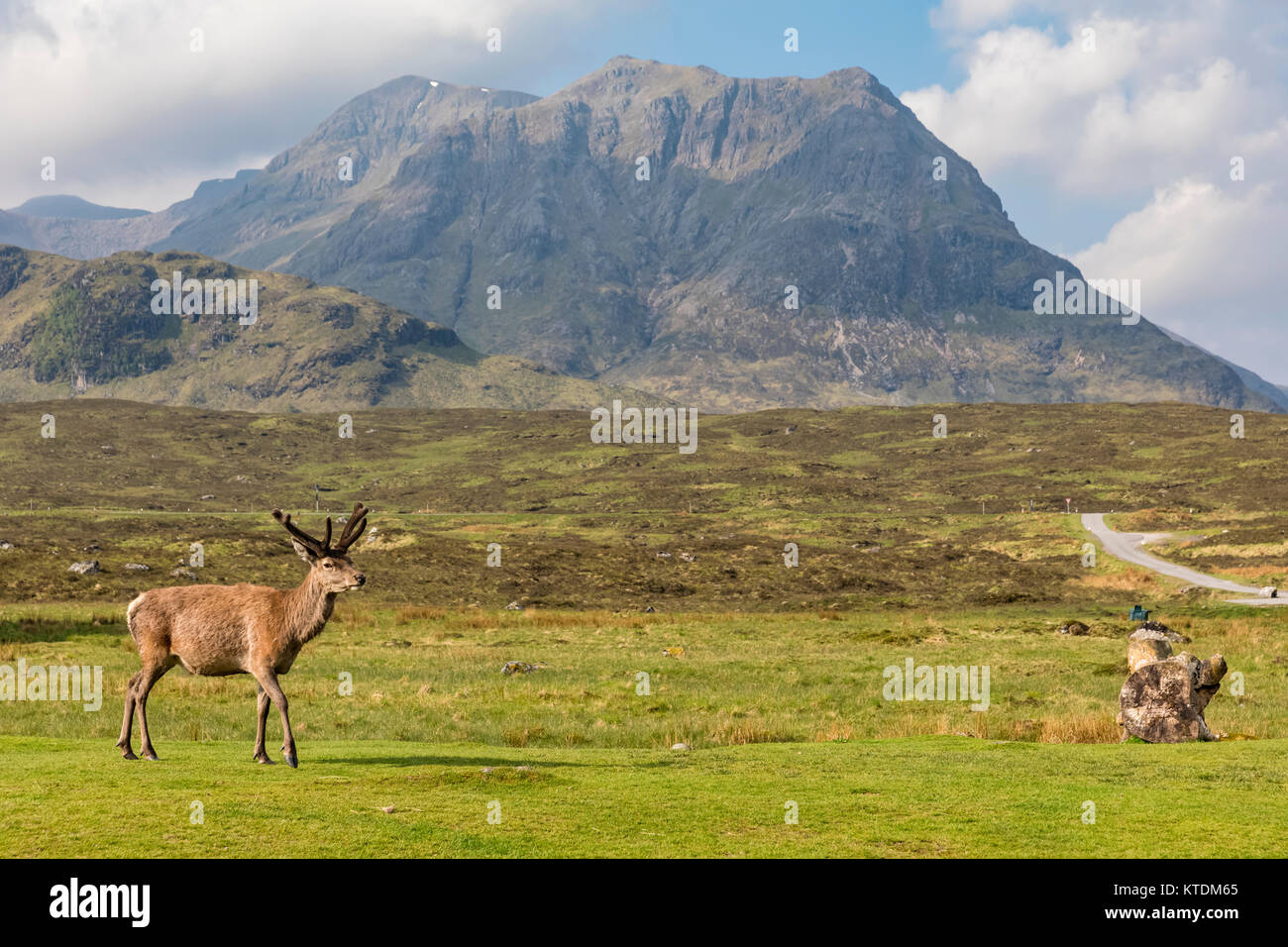 Royaume-uni, Ecosse, Highland, Glencoe, red deer à Buachaille Etive massif de montagne Banque D'Images