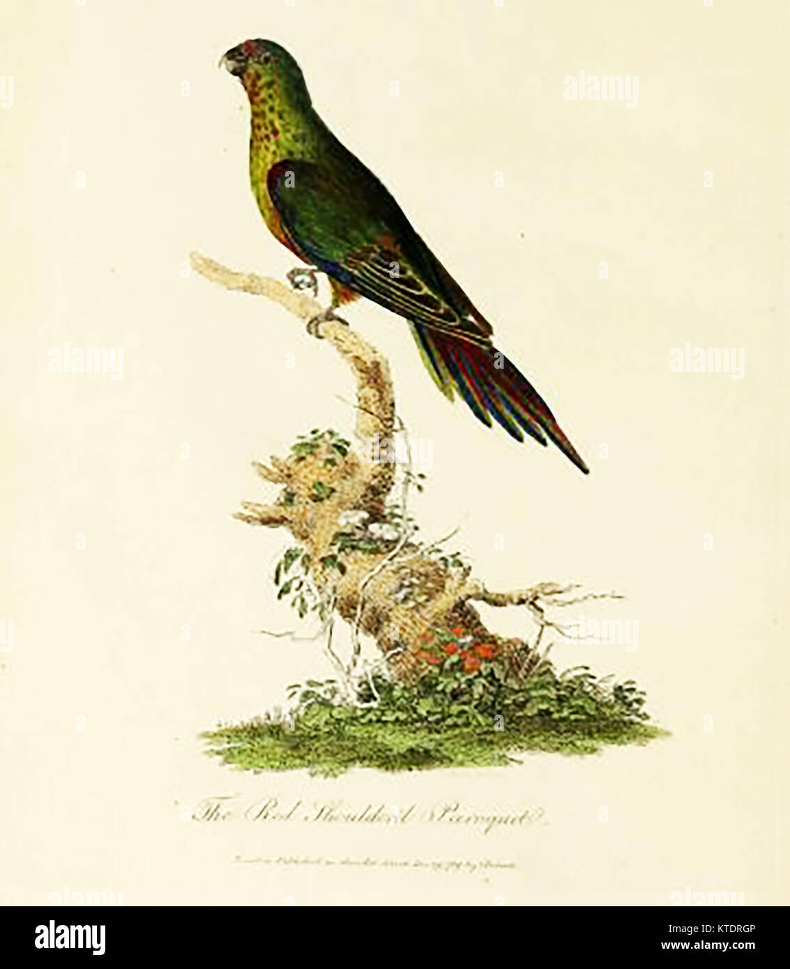 La faune australienne - Rouge (Paroquat épaulé Perruche) ou red-winged parrot - Aprosmictus erythropterus (dans ' Journal d'un voyage en Nouvelle Galles du Sud...' ) par John White 1790 Banque D'Images