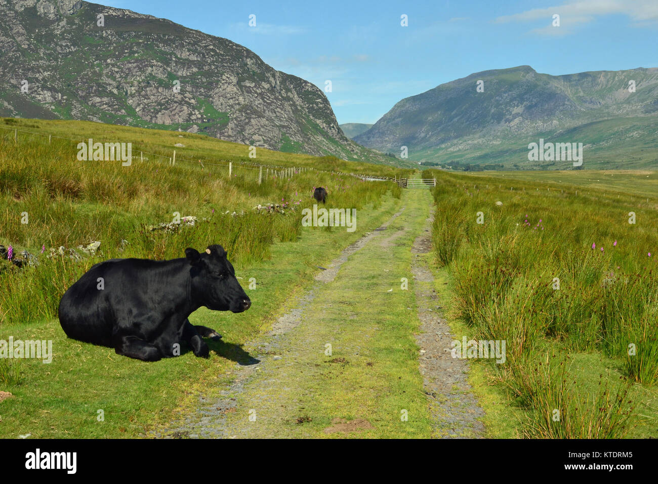 Vache dans la vallée entre Glyderau Tryfan et Betws-Y-coed, vallée de Conwy, Snowdonia, Pays de Galles, Royaume-Uni Banque D'Images