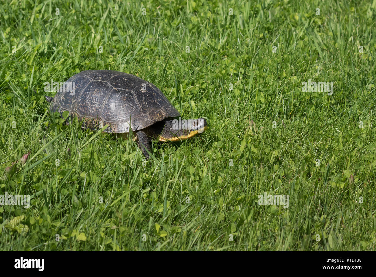 Tortue mouchetée dans le nord du Wisconsin Banque D'Images