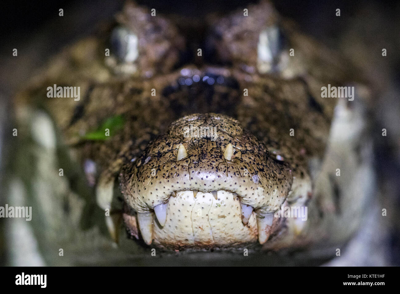 Close-up de Caïman à lunettes (Caiman crocodilus) - La Laguna del Lagarto Lodge, Boca Tapada, Costa Rica Banque D'Images