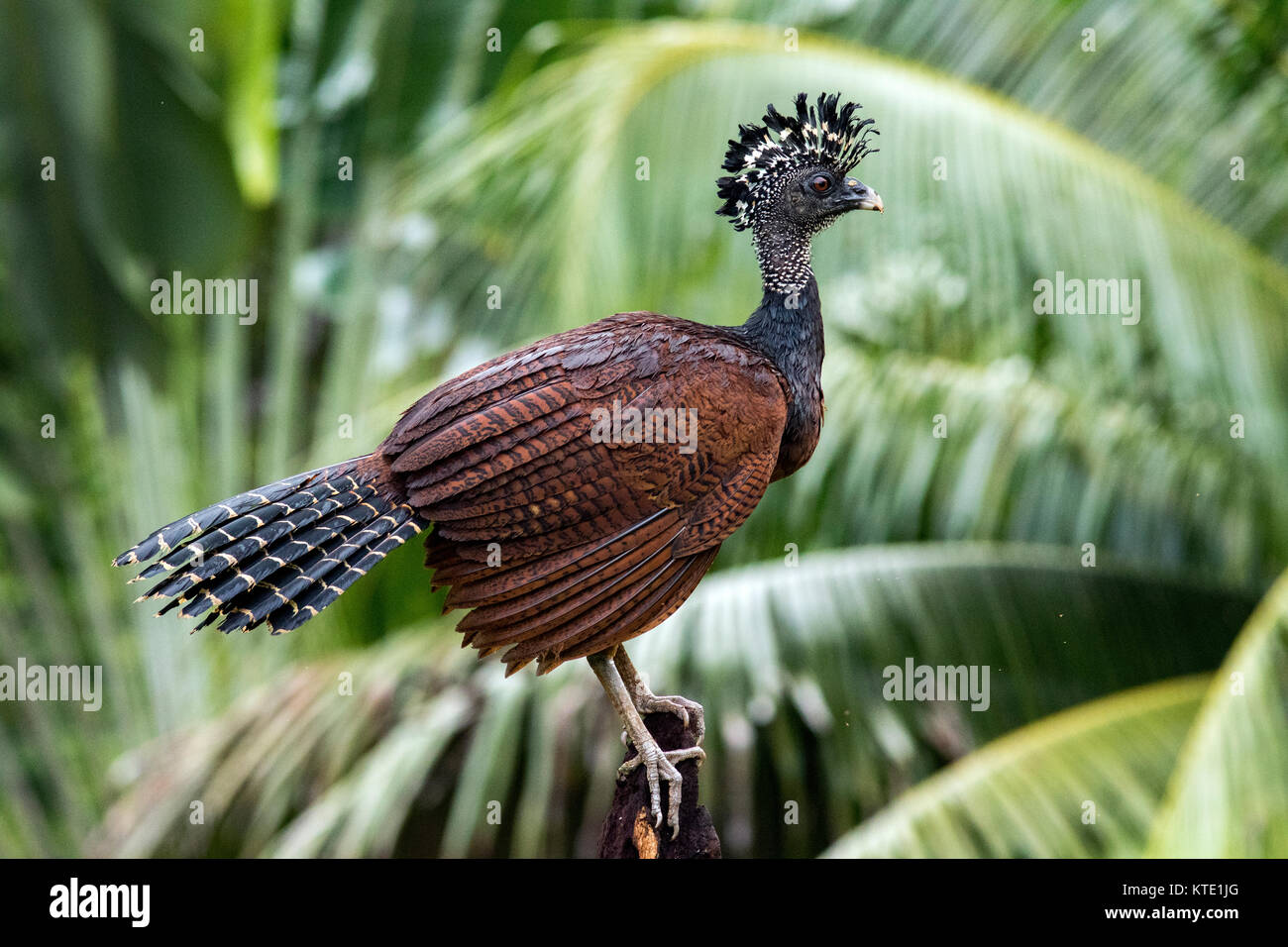 Great Curassow (Crax rubra) Femmes - La Laguna del Lagarto Lodge - Boca Tapada, San Carlos, Costa Rica Banque D'Images