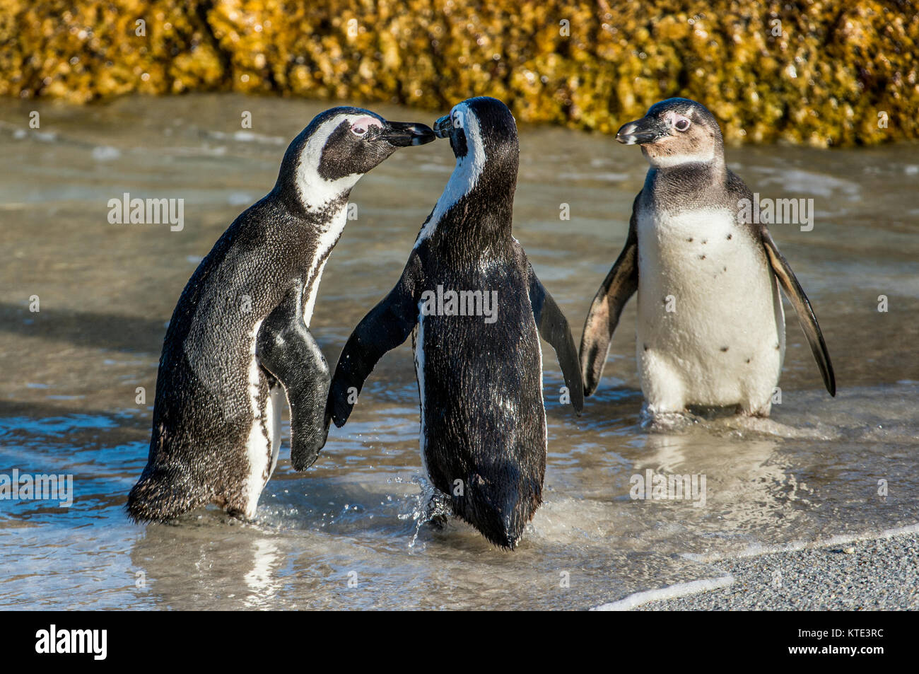Kissing pingouins africains sur la plage. ( Manchot Spheniscus demersus) également connu sous le nom de pingouin et jackass penguin à pieds noirs. Le col des rochers Banque D'Images