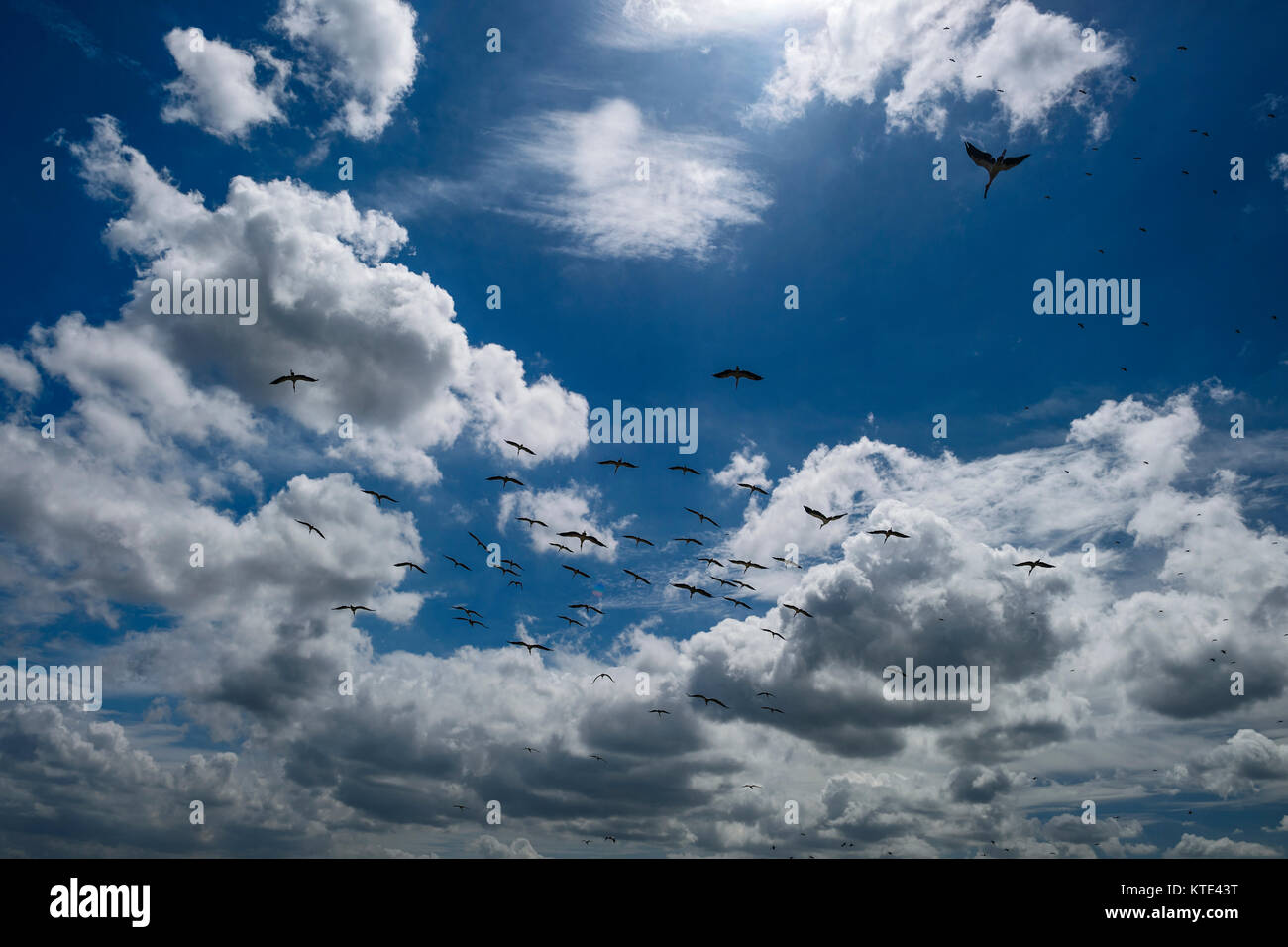 Asian Openbill Anastomus Stork - oscitante, Sri Lanka Banque D'Images