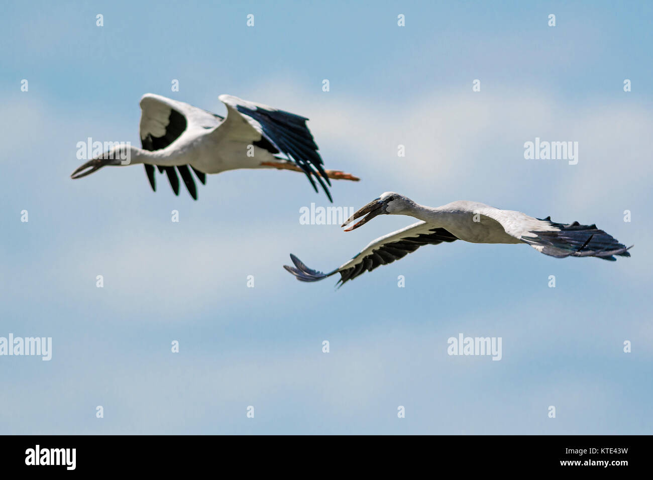 Asian Openbill Anastomus Stork - oscitante, Sri Lanka Banque D'Images