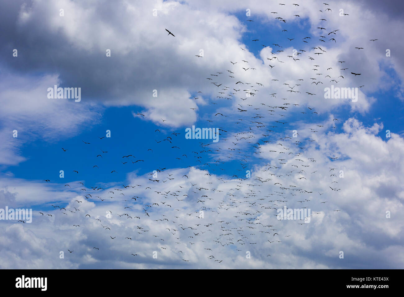 Asian Openbill Anastomus Stork - oscitante, Sri Lanka Banque D'Images