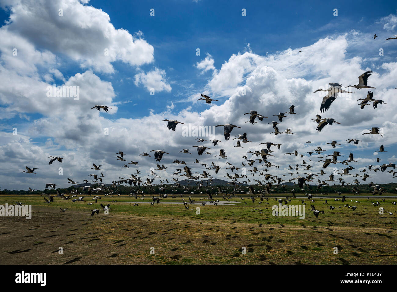 Asian Openbill Anastomus Stork - oscitante, Sri Lanka Banque D'Images