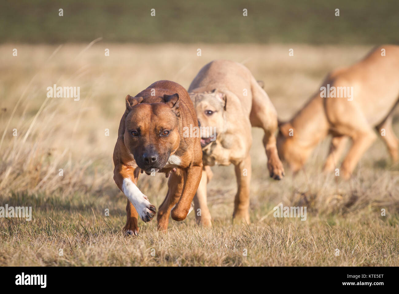 American Pit Bull Terriers course et le Banque D'Images