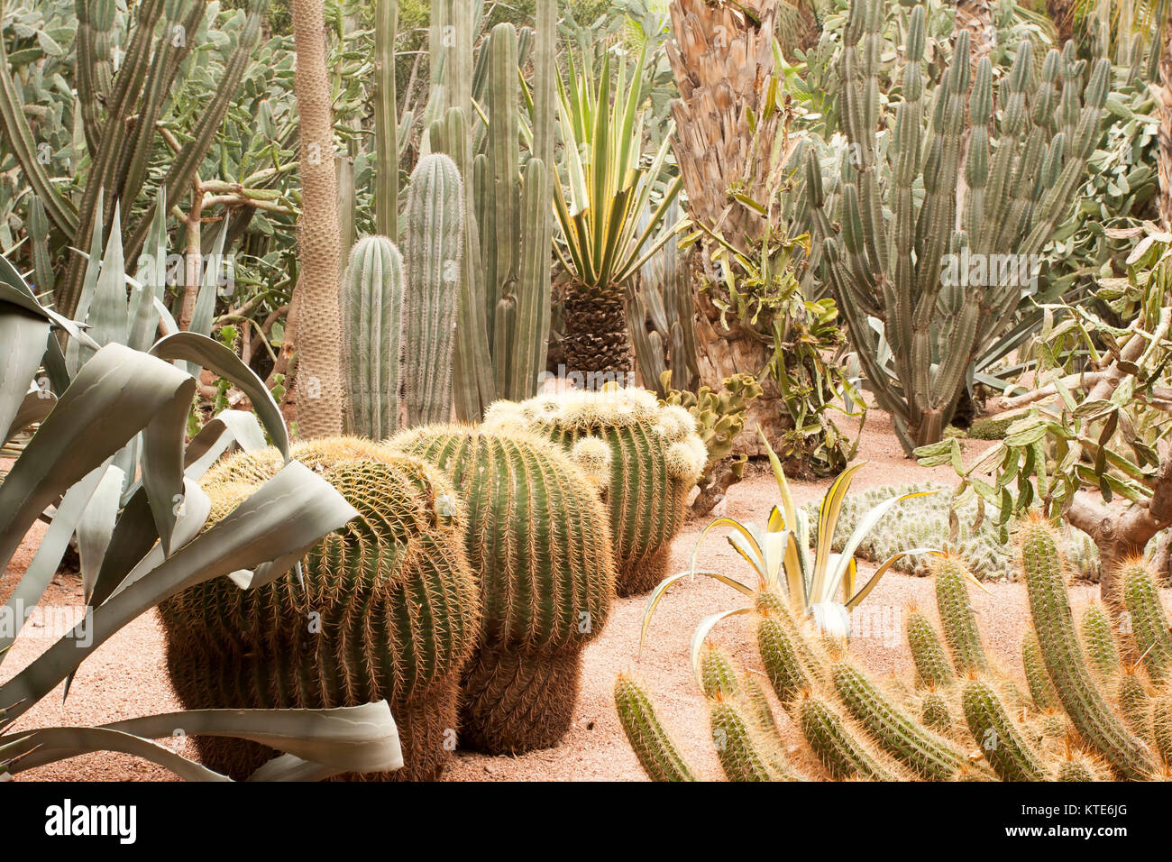 Cactus dans le Jardin Majorelle, Yves Saint-Laurent, aujourd'hui jardin collection, Marrakech, Maroc. Banque D'Images