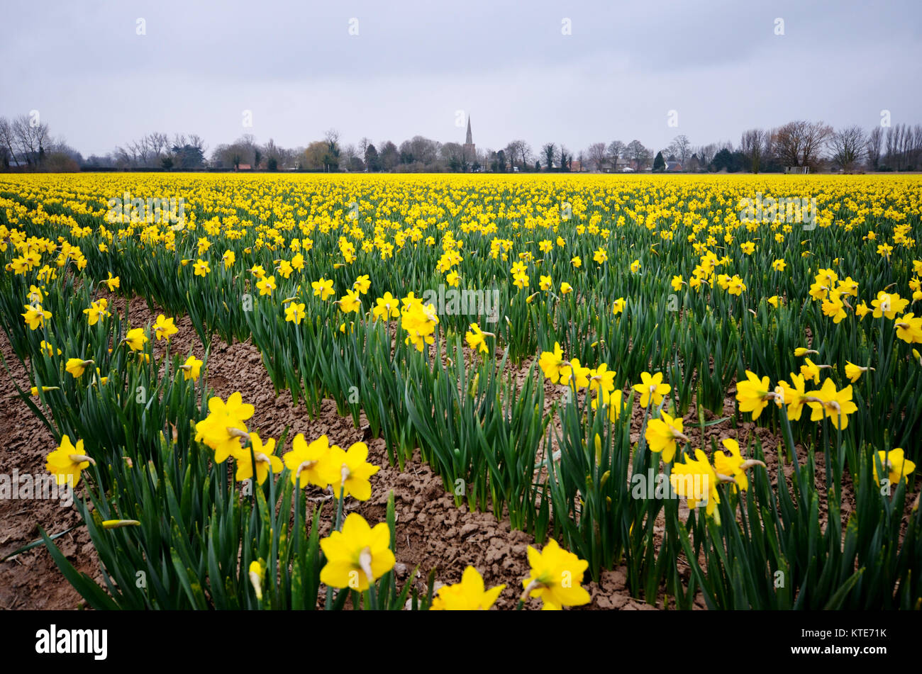 Temps de printemps. Jonquilles jaune dans un champ avec clocher d'église en arrière-plan. Banque D'Images