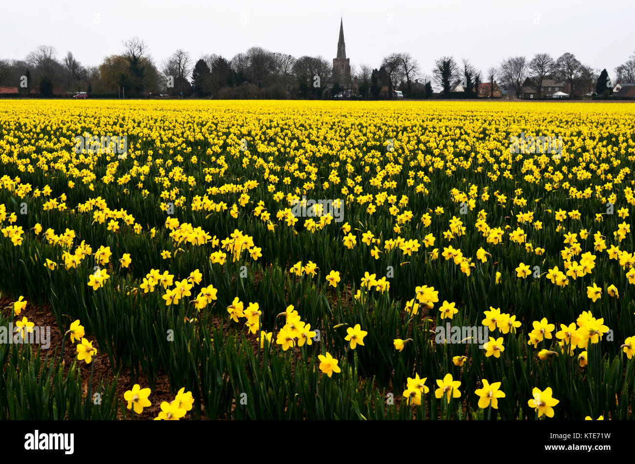 Temps de printemps. Jonquilles jaune dans un champ avec clocher d'église en arrière-plan. Banque D'Images