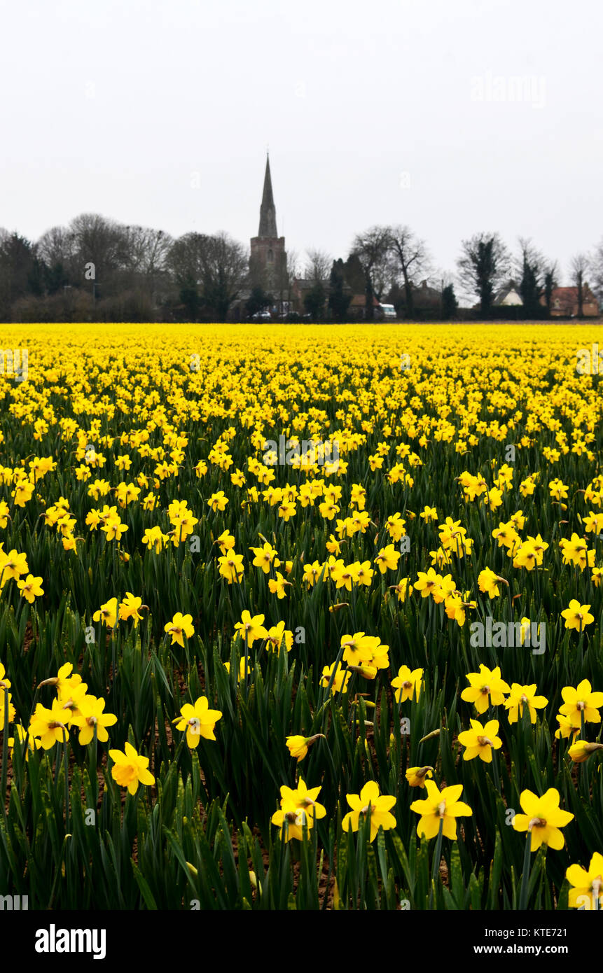 Temps de printemps. Jonquilles jaune dans un champ avec clocher d'église en arrière-plan. Banque D'Images