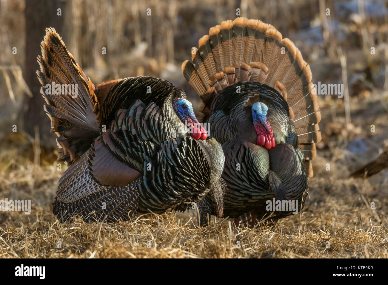 Les dindons sauvages de l'Est se pavaner Banque D'Images