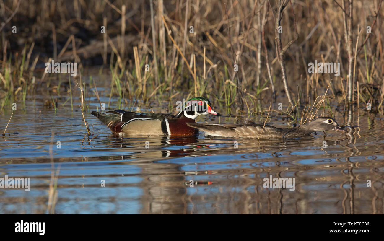 Paire de canards en bois en essayant de se faufiler dans une zone humide dans le nord du Wisconsin. Banque D'Images