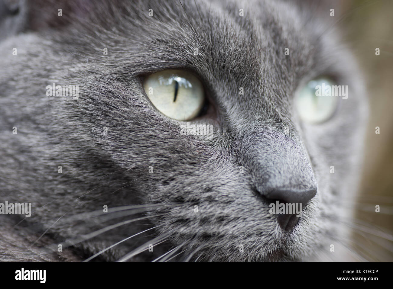 Portrait De Chat Gris Yeux Vert Clair Photo Stock Alamy