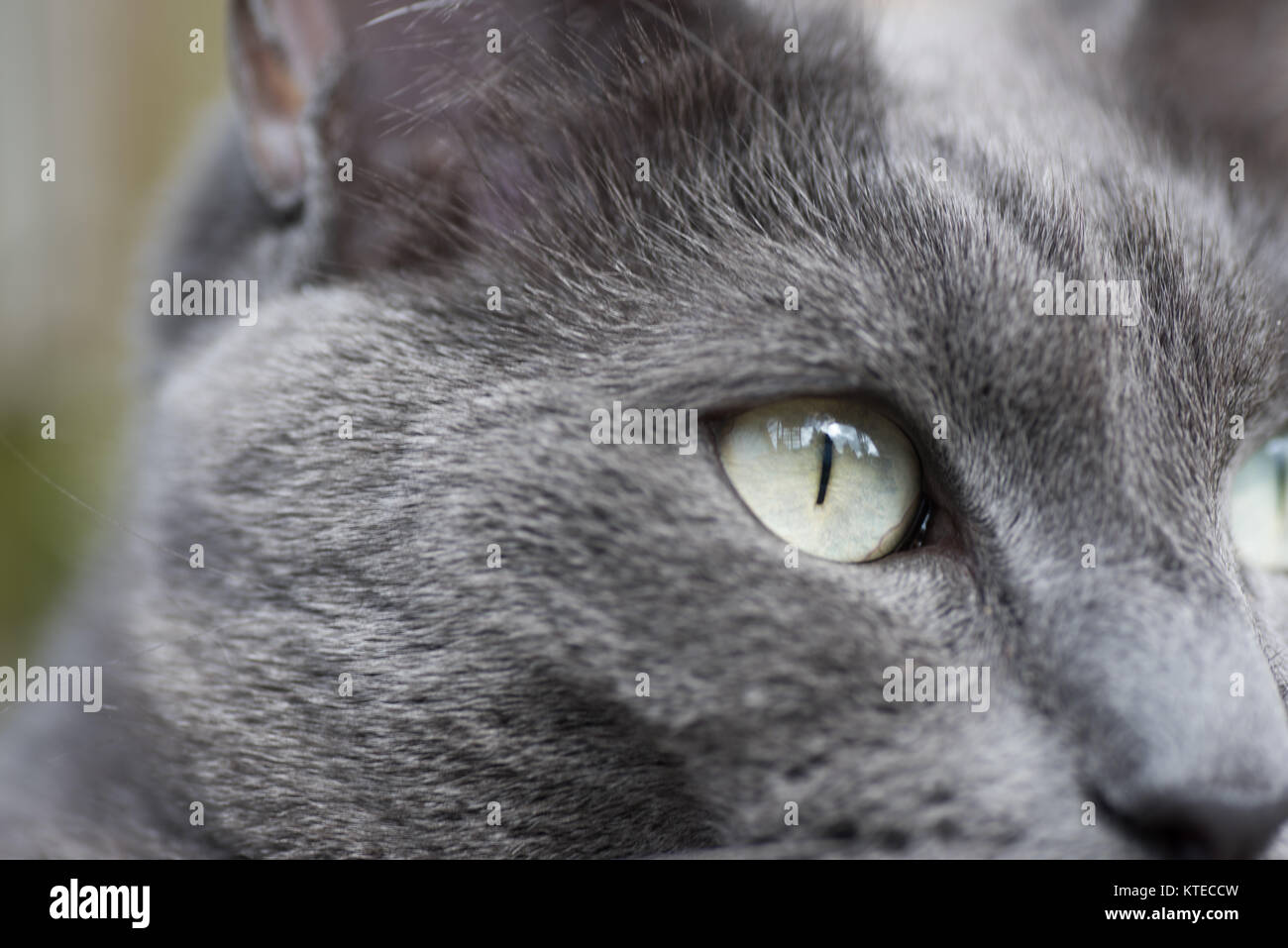 Portrait De Chat Gris Yeux Vert Clair Photo Stock Alamy