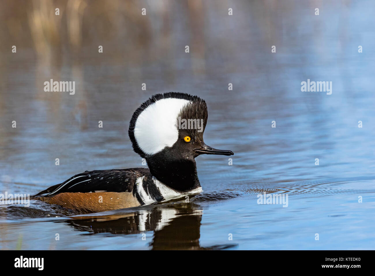 Drake le harle couronné la natation dans un lac sauvage du nord du Wisconsin Banque D'Images