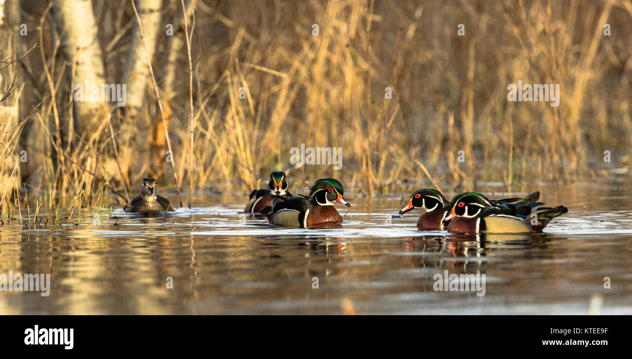 Canards en bois dans le nord du Wisconsin Banque D'Images