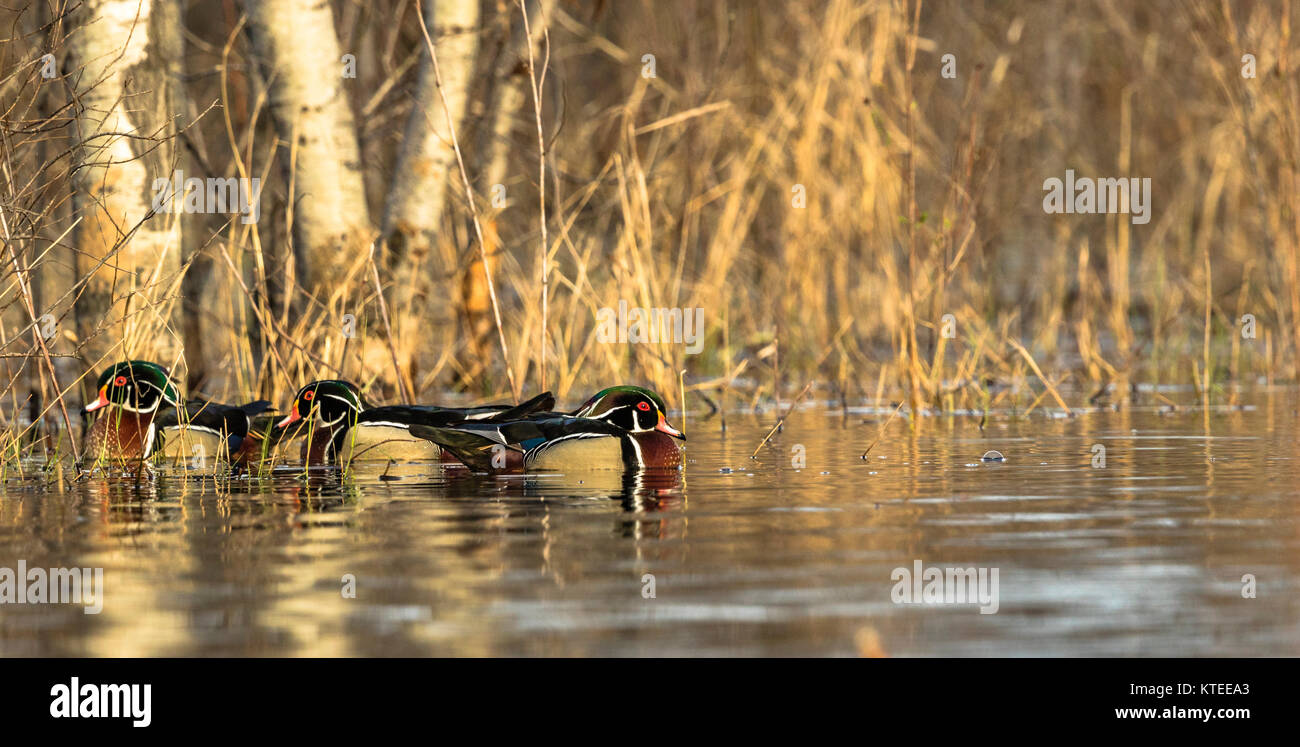 Canards en bois Drake dans le nord du Wisconsin Banque D'Images