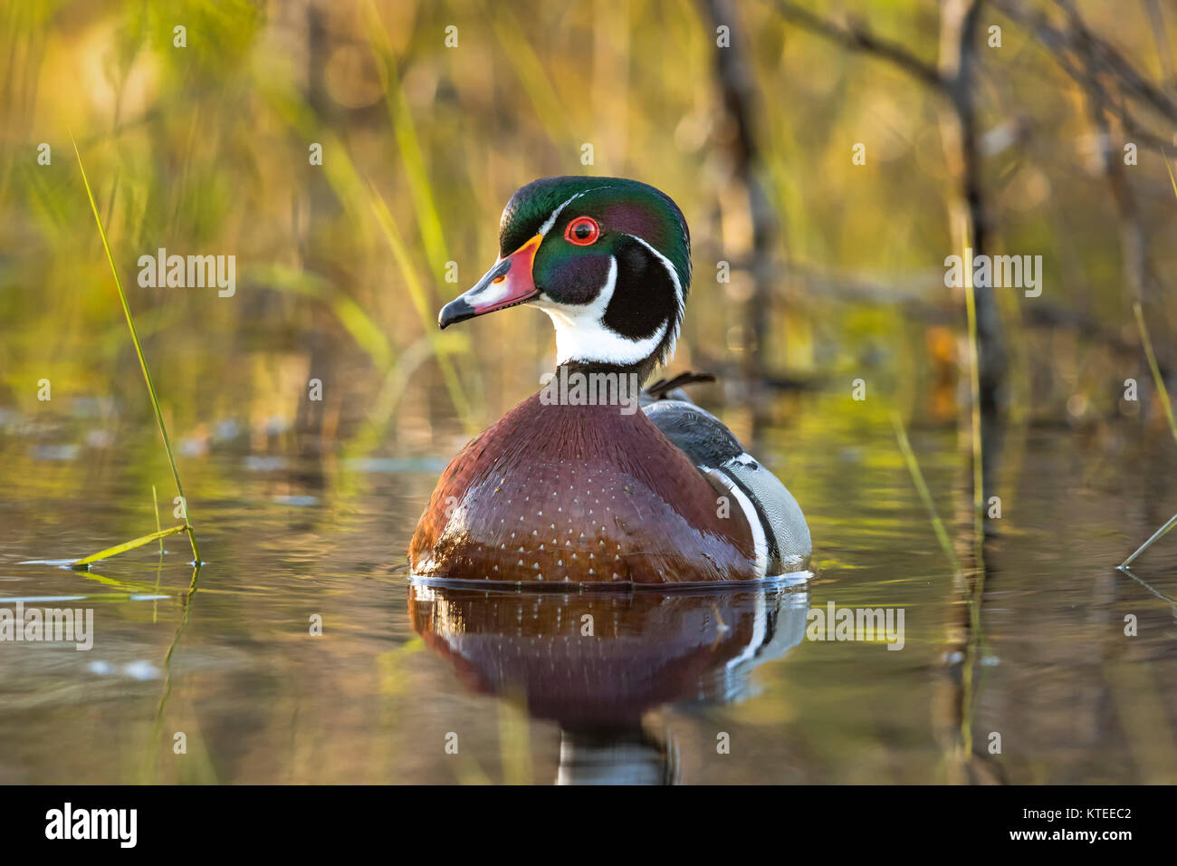 Canard branchu Drake Banque D'Images