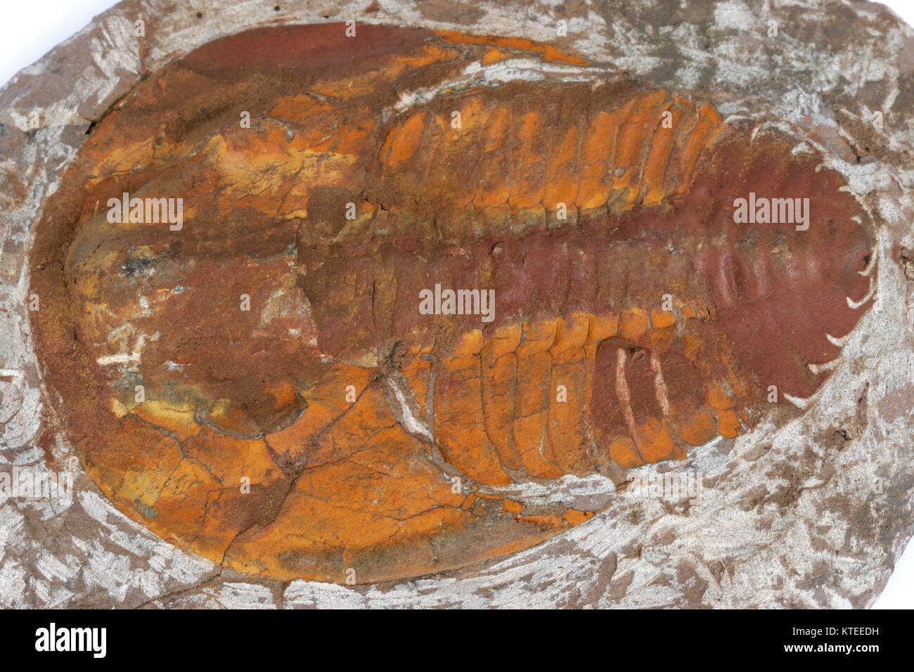 Un Fossile de trilobite Maroc Banque D'Images