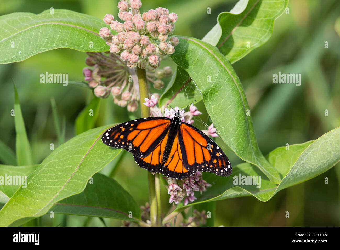 Papillon monarque sur l'asclépiade commune. Banque D'Images