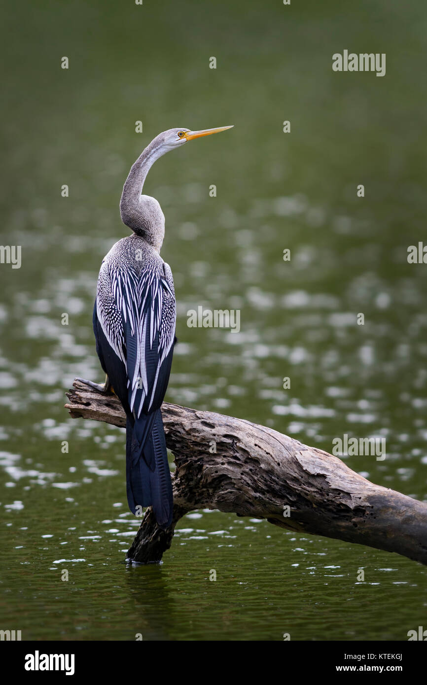 Anhinga melanogaster oriental vert - la pêche dans le lac, Sri Lanka Banque D'Images