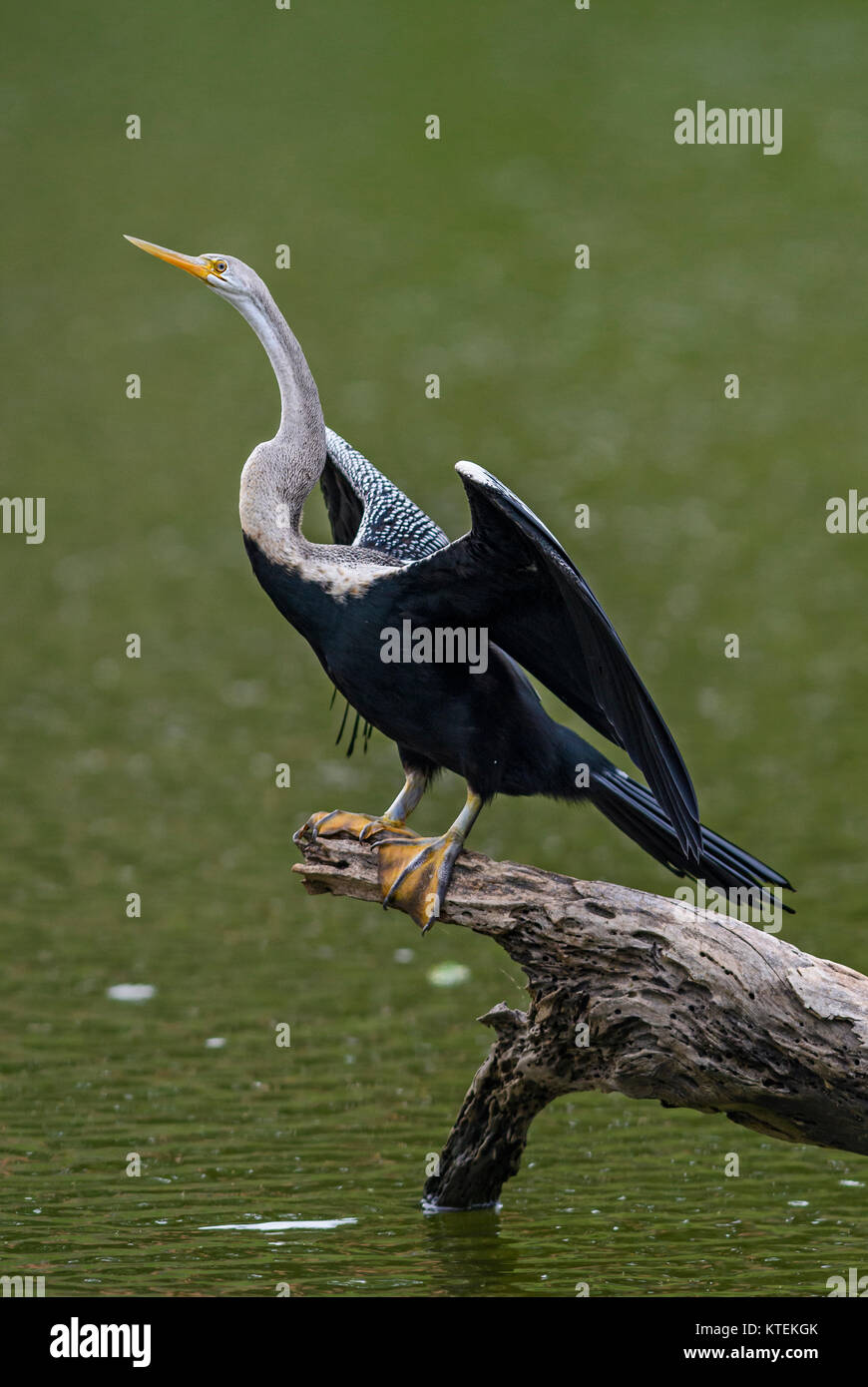 Anhinga melanogaster oriental vert - la pêche dans le lac, Sri Lanka Banque D'Images