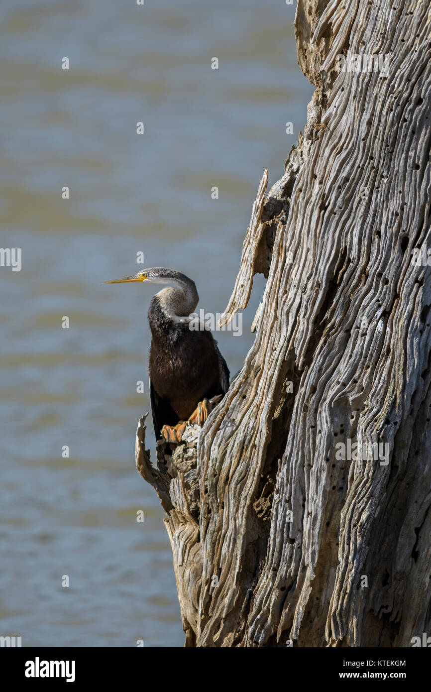 Anhinga melanogaster oriental vert - la pêche dans le lac, Sri Lanka Banque D'Images