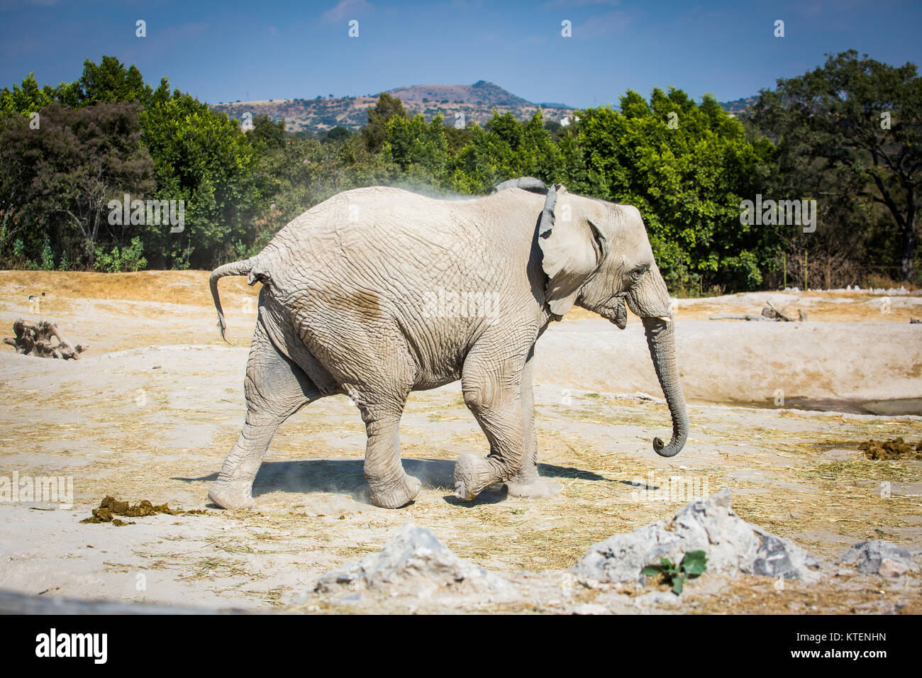 Éléphant safari dans le désert à Banque D'Images