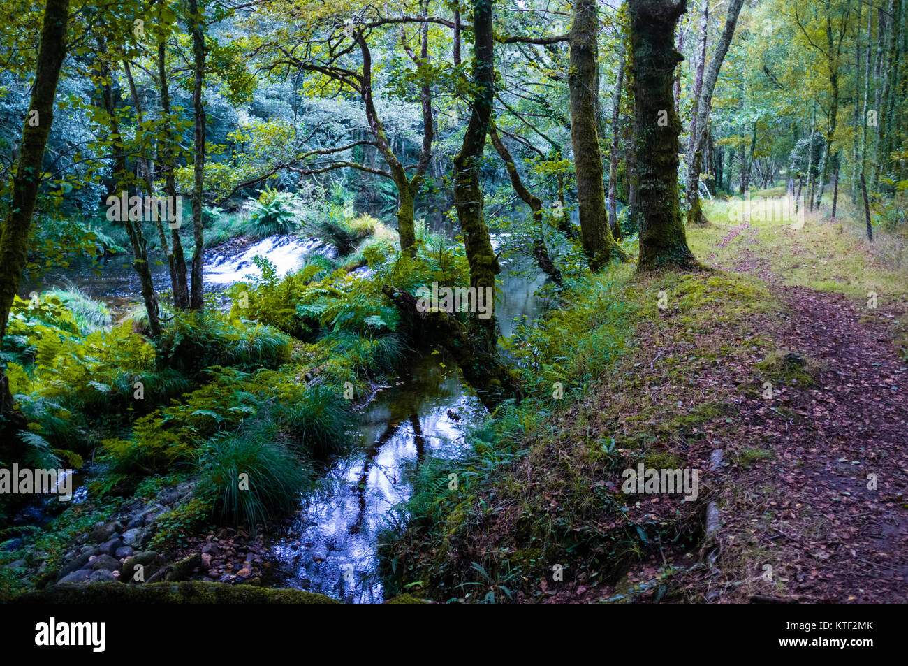 Galicien dense forêt indigène par la rivière dors. Ponte Segade, province de Lugo, Galice, Espagne, Europe Banque D'Images
