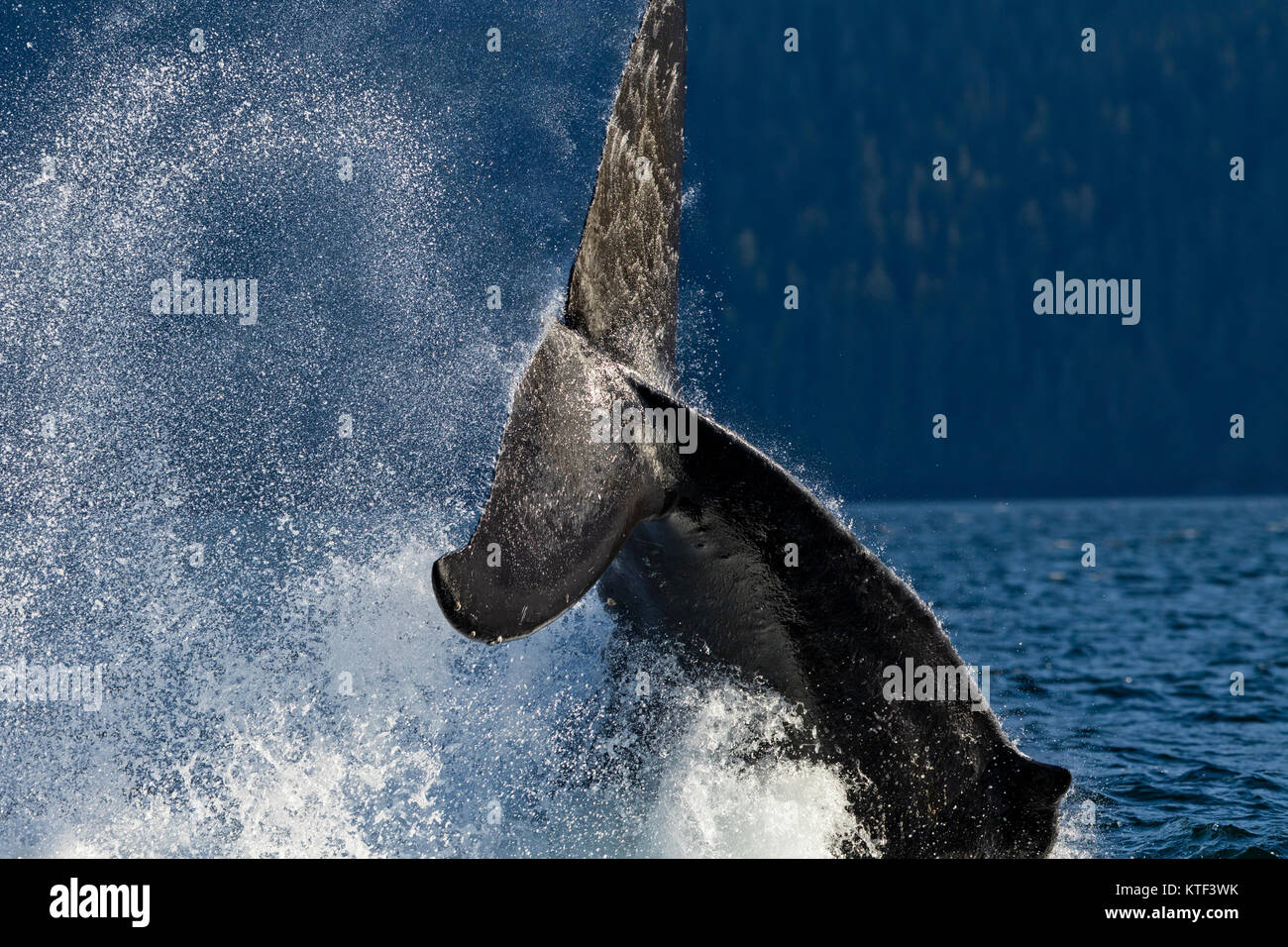 Baleine à bosse éclaboussant son puissant dans l'archipel Broughton fluke, le territoire des Premières Nations, de la Colombie-Britannique, Canada. Banque D'Images