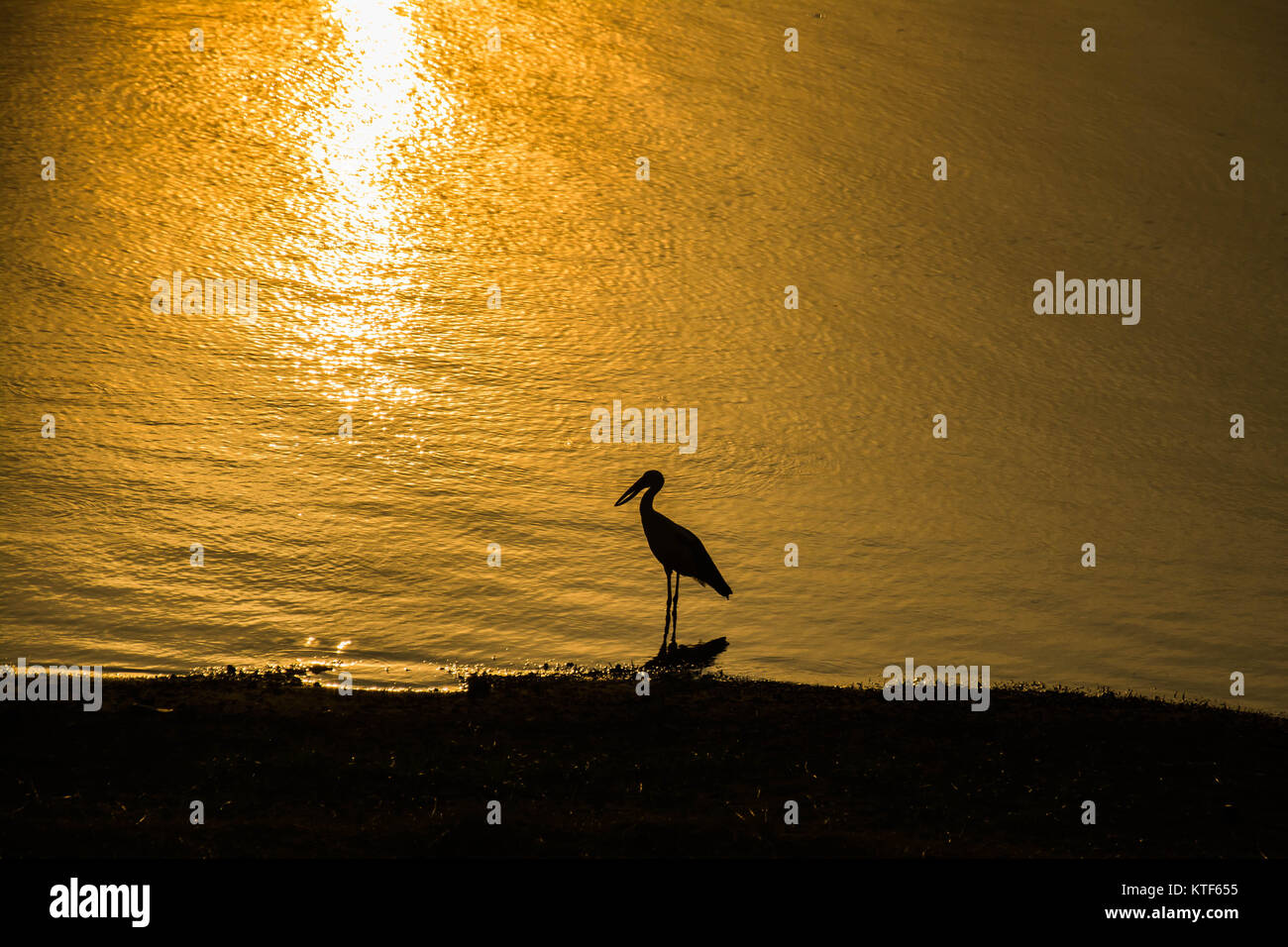 Asian openbill sur fond coucher de soleil Banque D'Images