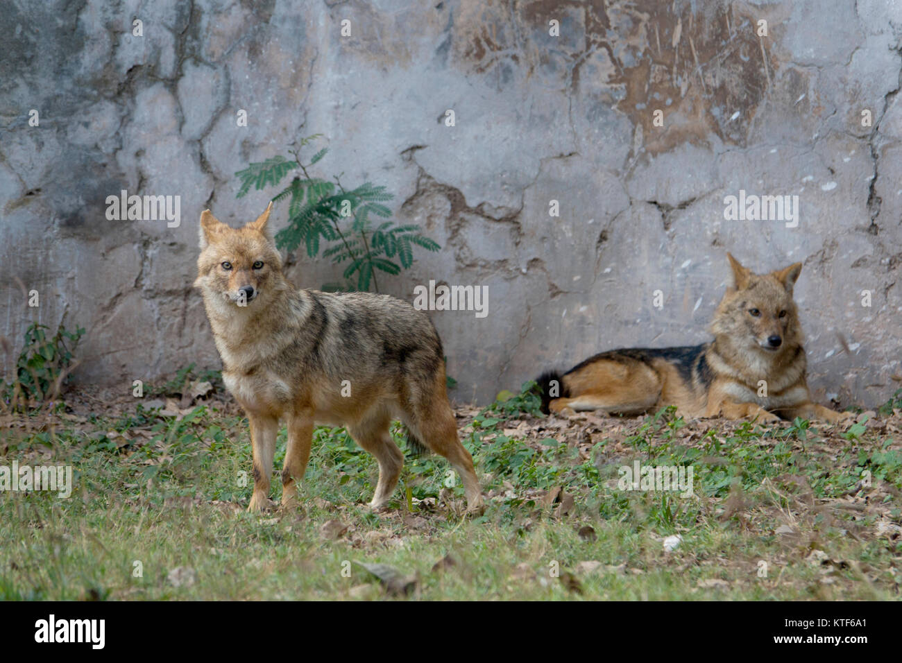 Indian wolf (Canis lupus pallipes) au Zoo Chhatbir, Punjab, India Banque D'Images