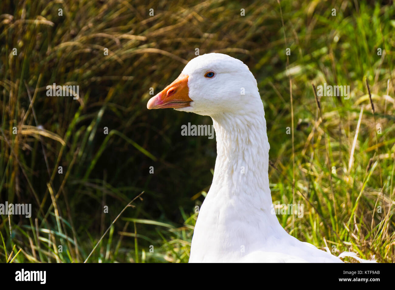 Portrait d'une oie blanche ou l'oie des neiges, Chen caerulescens, France. Banque D'Images