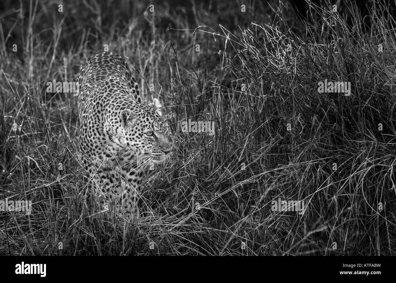 Femelle adulte leopard (Panthera pardus) rôdant dans l'herbe haute, camouflé par sa fourrure tachetée cacher, Masai Mara, Kenya Banque D'Images