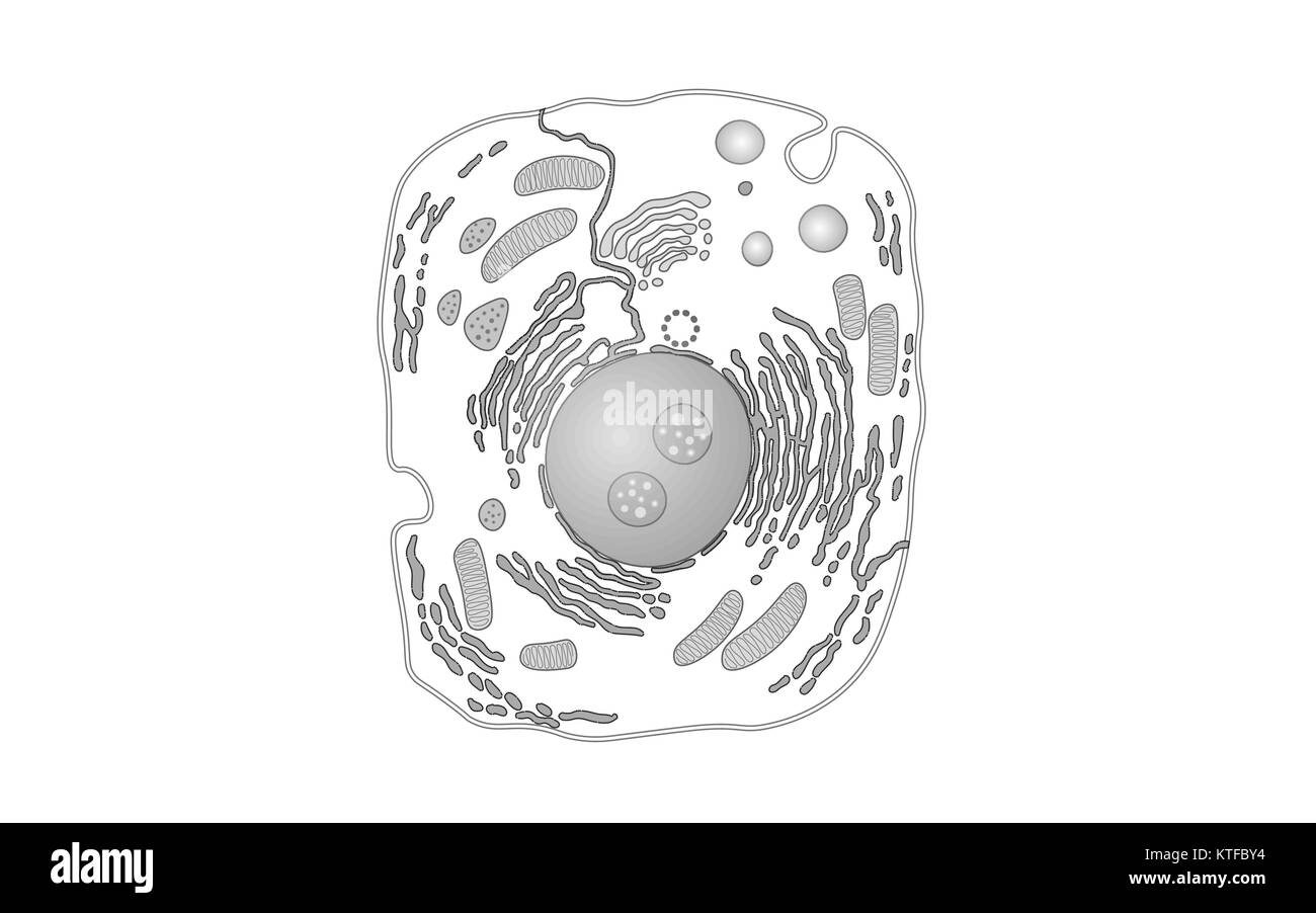 La structure de la cellule animale sciences de l'éducation. 3d Microscope noyau eucaryote médecine d'organite analyse. Gris blanc brillant modèle d'affiche de la biologie de l'art illustration vecteur ligne isolés Illustration de Vecteur