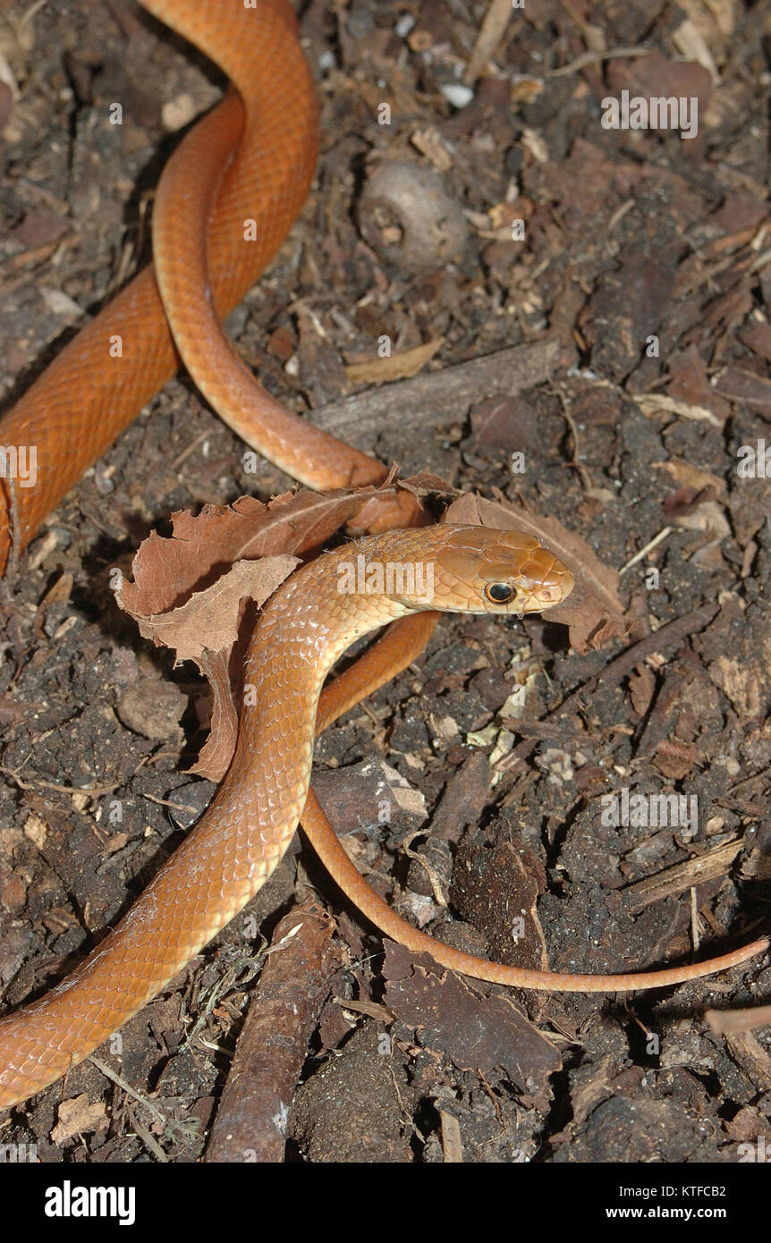 Les jeunes de l'Est Australien serpent brun, Pseudichis australis Banque D'Images