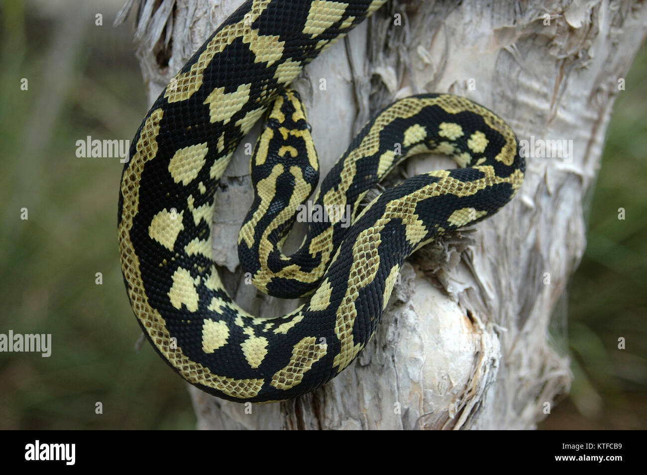 Jungle De Couleur Vive Morelia Spilota Cheynei Python Photo Stock Alamy Jungle De Couleur Vive Morelia Spilota Cheynei Python Photo Stock Alamy