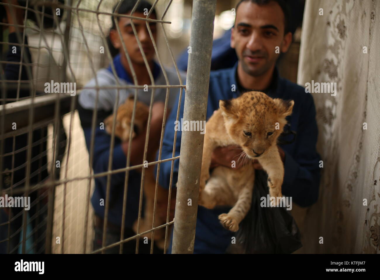 Rafah, bande de Gaza. 26Th Dec 2017. Un palestinien joue avec des lionceaux au zoo de Rafah. Un fonctionnaire a déclaré que les trois lionceaux étaient à vendre au prix de 3 500 $ par animal, que le zoo est menacée de fermeture en raison d'un manque de fonds pour prendre soin des animaux restants. Credit : Hassan Jedi et Quds Net News Wire/ZUMA/Alamy Live News Banque D'Images