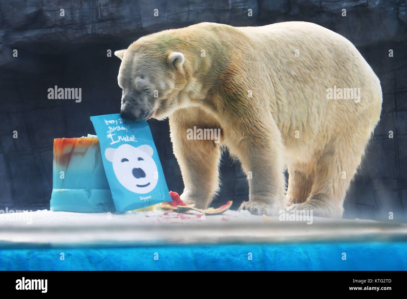 Singapour Dec 26 17 L Ours Polaire Inuka Joue Avec Sa Carte D Anniversaire Pendant Son Anniversaire A La Zoo De Singapour Le 26 Decembre 17 Le Zoo De Singapour A Tenu Ce Mardi