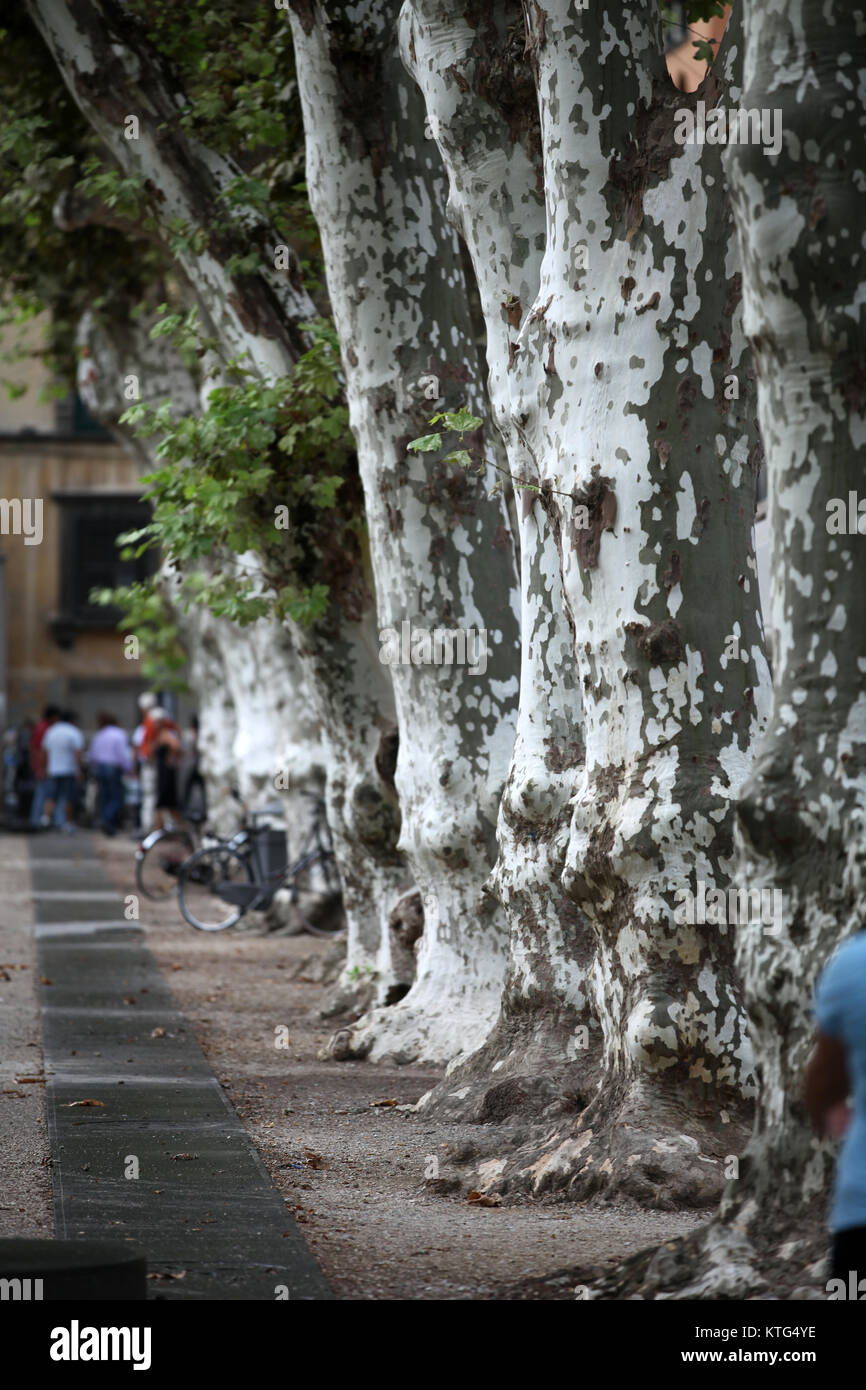 Vue sur la Piazza Napoleone - Lucca, Toscane Banque D'Images